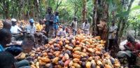 Cocoa farmers