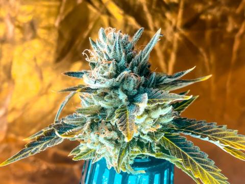 A close up of a hemp plant with a gold background.