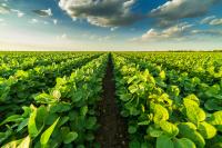 Image: rows of healthy green crops set against a bright, blue sky. Topic: Regenerative agriculture and climate change.