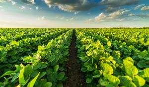 Image: rows of healthy green crops set against a bright, blue sky. Topic: Regenerative agriculture and climate change.