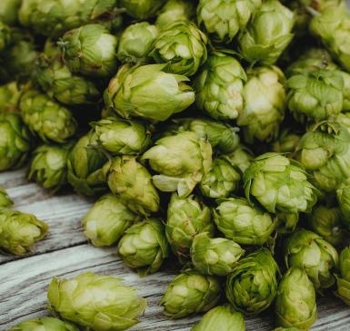 A plethora of green hops, like those Knob View Hops grow, photo taken by Markus Spiske