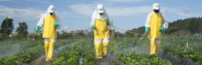 Farmworkers spraying pesticides