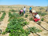 Image: Seniors at Sipaulovi Development Corporation in Arizona restore the terrace gardens and a spring. Title: Native Growers Decolonize Regenerative Agriculture
