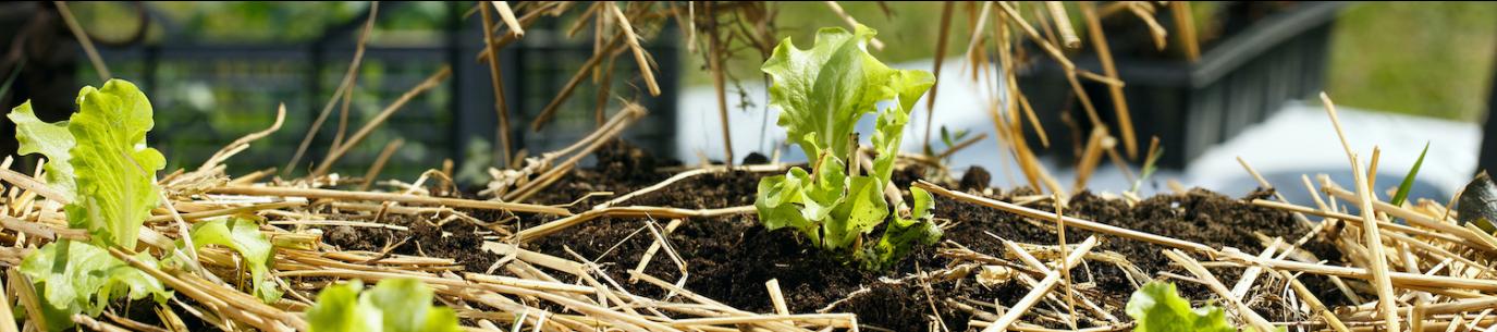 gloved hands adding straw to garden bed of lettuce, types of mulch for your climate victory garden