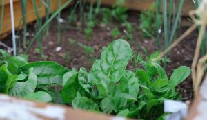 Image: young greens growing. Topic: Climate Victory Gardening practices