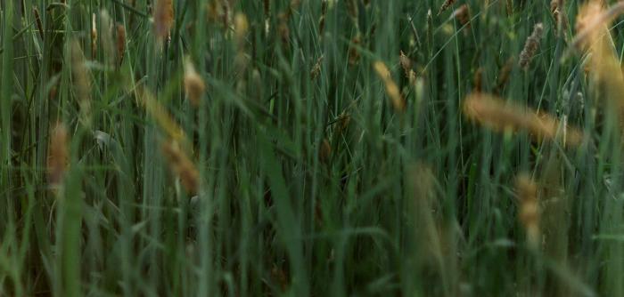 Image: wheat field. Regenerative agriculture.