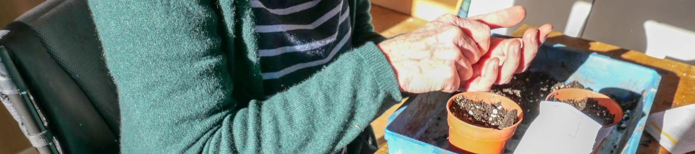 woman planting seeds in pots filled with dirt on a table, choosing seeds vs transplants for her climate victory garden
