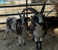Two horned goats from Three Flock Farm