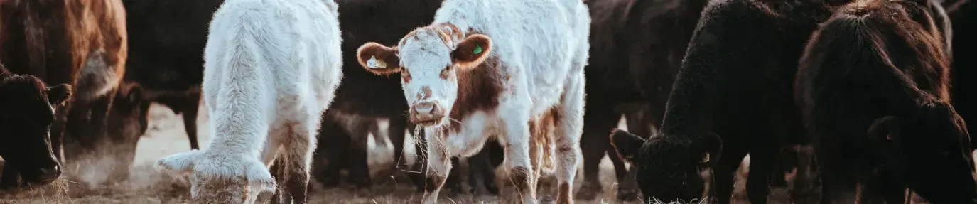 Image: cows grazing. Topic: Methods of Regenerative Agriculture: #5 Managed Grazing