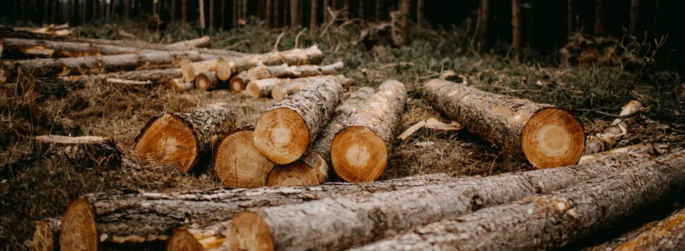 Deforestation-free Chocolate