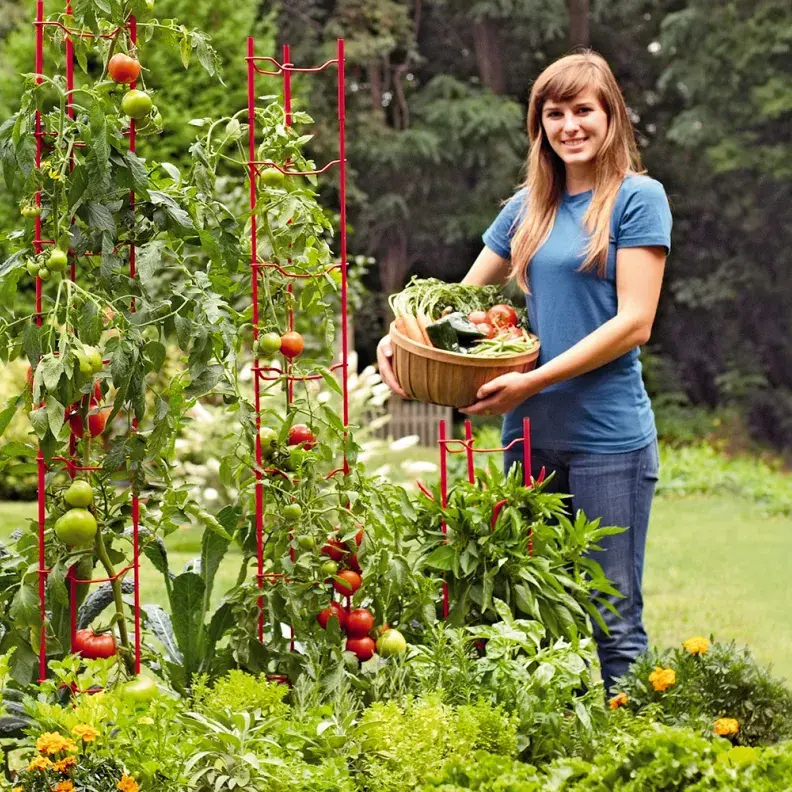 Stacking tomato ladders from Gardener's Supply