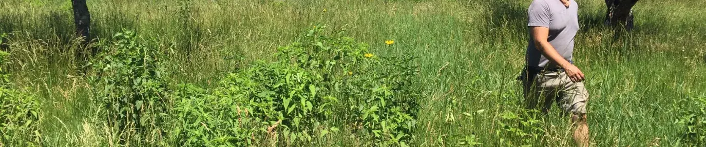 Image: man walking in a meadow. Topic: Turn Your Lawn into a Meadow