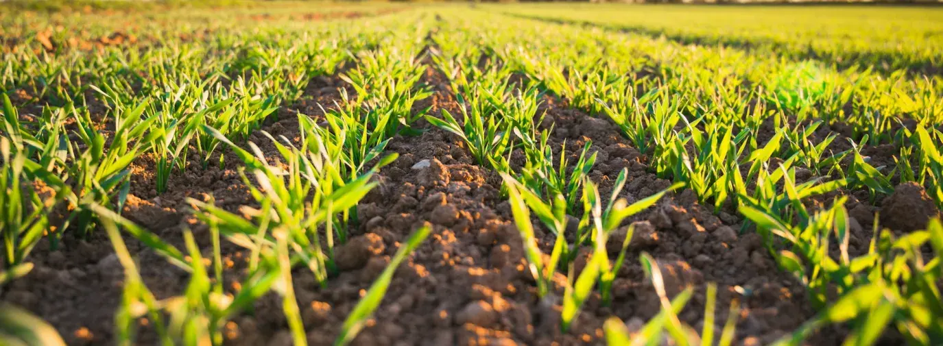 True Grace Drives Regeneration in New Collaboration With Soil & Climate Initiative