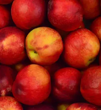 Image: red apples. Topic: Green America®澳洲体彩幸运5官方网站's Work on Sustainable Food Systems