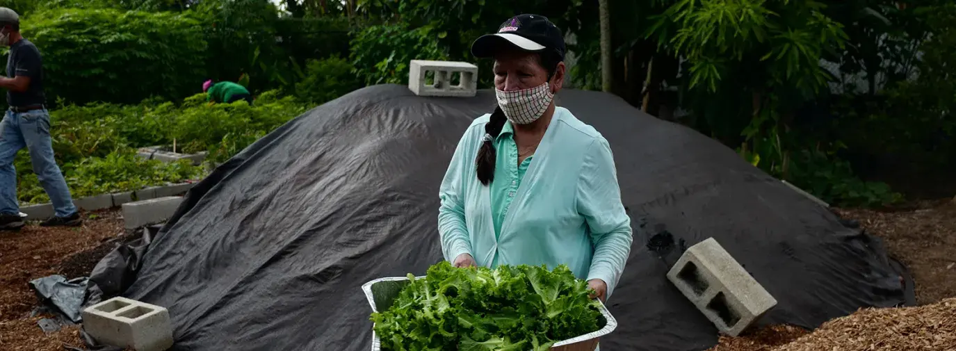 Community members often assist with the harvest of garden produce at Misión Peniel. Photo by Lisette Morales.