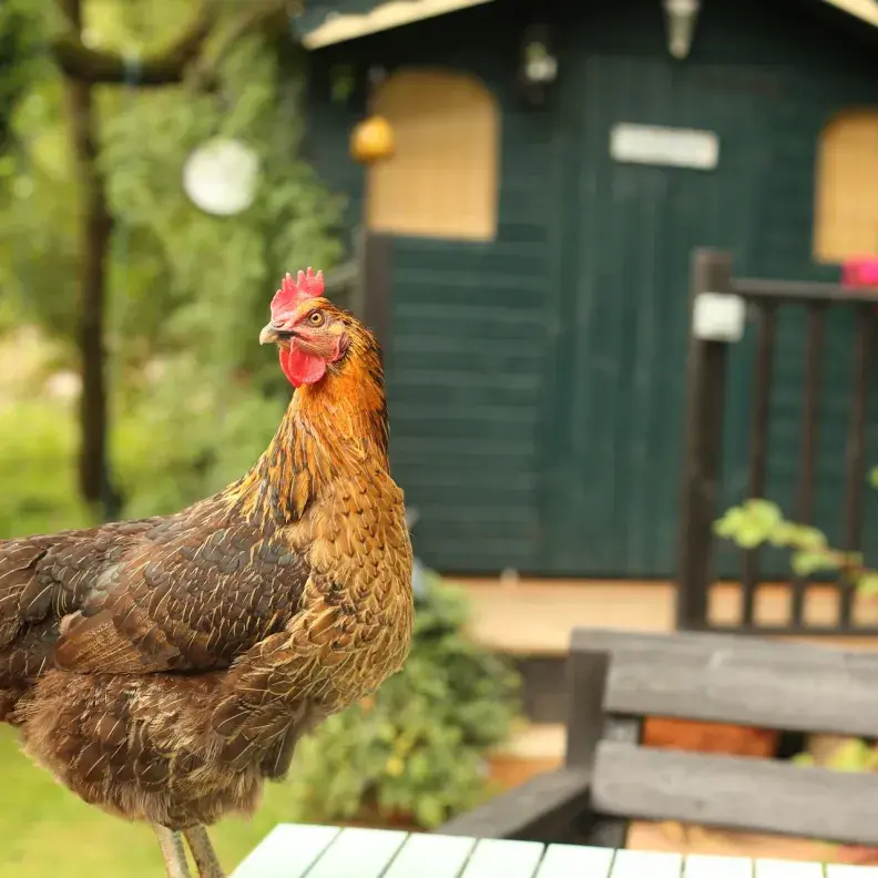 Image: chicken in yard with shed in background; Topic: The Many Benefits of Backyard Chickens