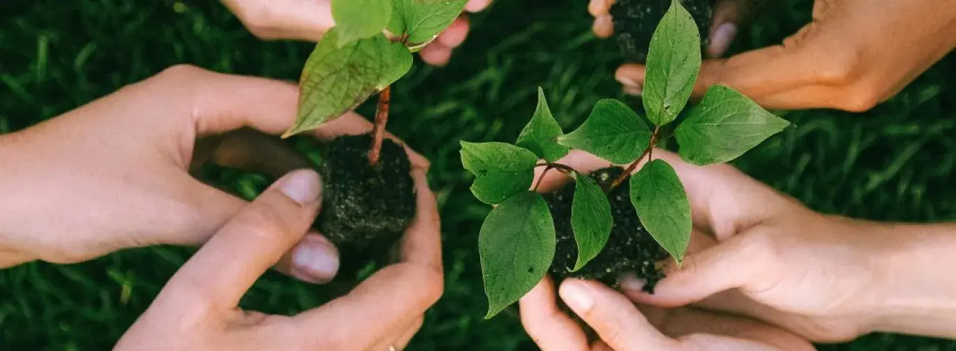 multiple people planting sprouts
