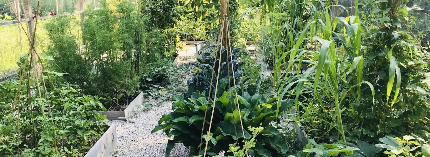 Priscilla Woolworth's Climate Victory Garden