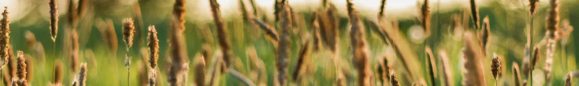 Image: wheat field. Regenerative agriculture.